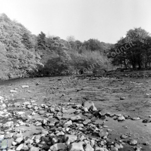 River Swale, Whitecliffe Woods